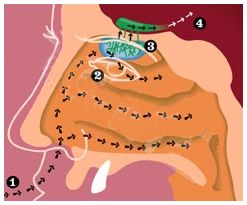 Physiologie des Geruchssinns